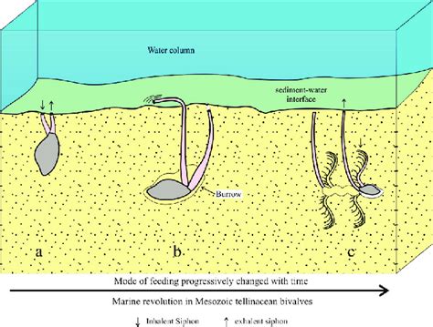  Littleneck!  This Curious Bivalve Filters Food from Water While Burrowing Deep into Coastal Sands