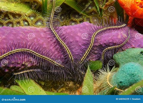  Underwater Unicorn! A Colorful Sponge With Tentacles