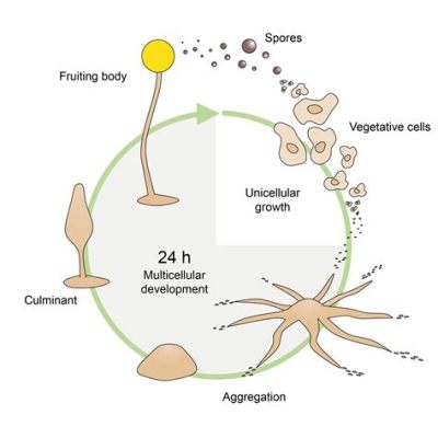  Dictyostelium discoideum:  Discover the Fascinating World of Social Amoebas that Dance Together!