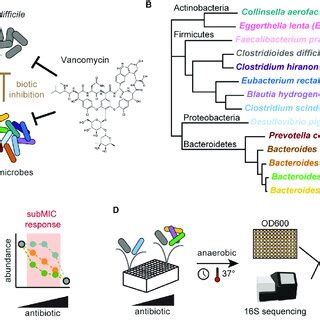   Investigating the Intriguing Interspecies Interactions of the Irregular Amoeba!