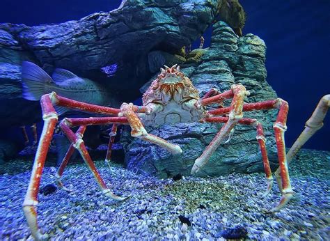  King Crab! A Delectable Dweller of the Deep-Sea Depths with Armored Exoskeletons and a Commanding Presence