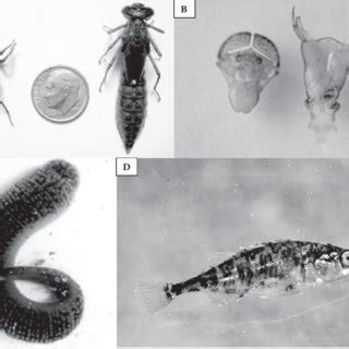  Ribeiroia ondatrae! A Tiny Parasite That Causes Dramatic Transformations