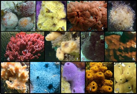  Variability! Unveiling the Mysteries of the Varied Barrel Sponge: A Resilient Reef Dweller