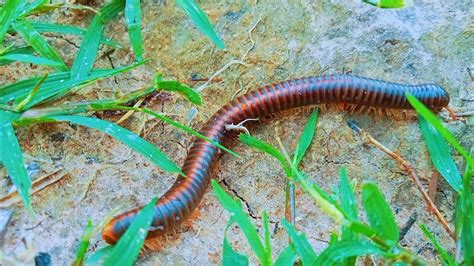  왜 곤충이 아닌 거니까? 다리 수백 개를 가진 신비로운 생물,  White-legged Millipede!