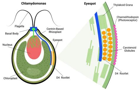  Xysta! A Single-Celled Wanderer With the Curious Case of Two Flagella